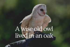 Read more about the article A Wise Old Owl Lived In An Oak